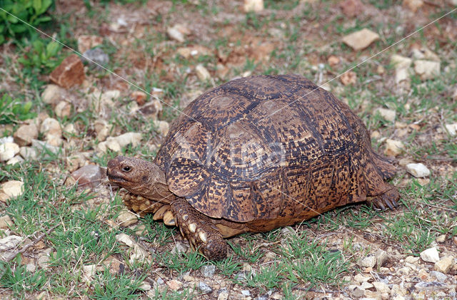 Panterschildpad (Testudo pardalis babcocki)