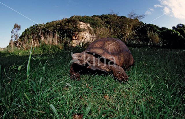 Panterschildpad (Testudo pardalis babcocki)