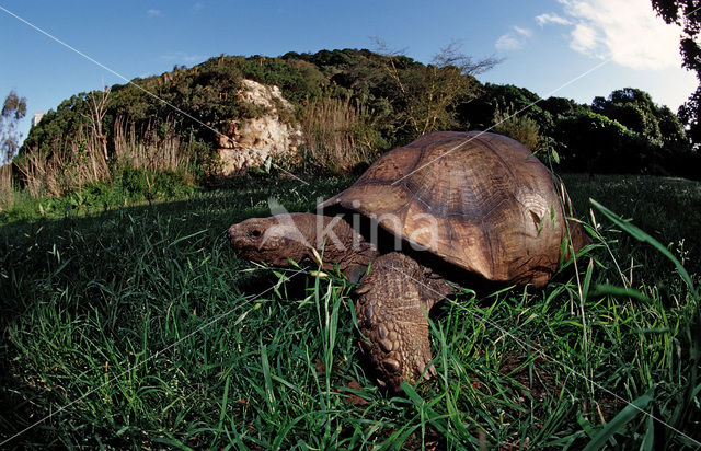 Leopard Tortoise (Testudo pardalis babcocki)