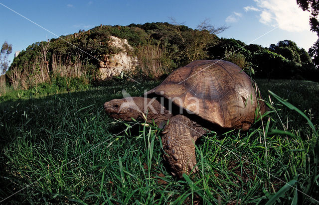 Panterschildpad (Testudo pardalis babcocki)