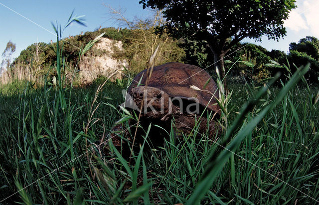 Leopard Tortoise (Testudo pardalis babcocki)