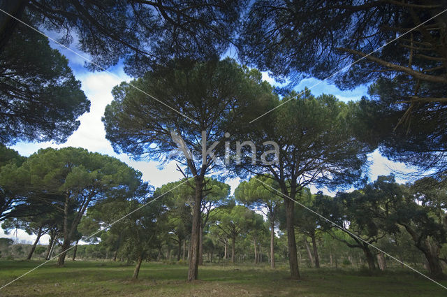 Parasolden (Pinus pinea)