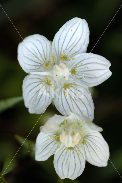 Parnassia (Parnassia palustris)