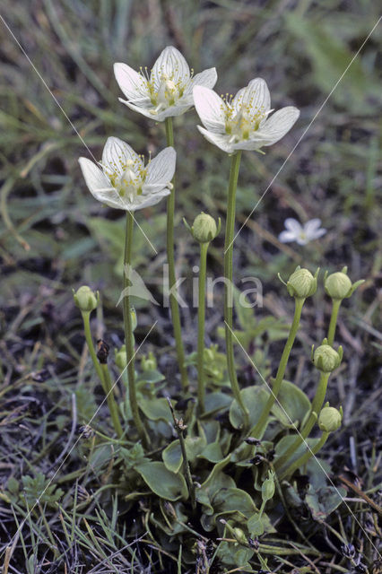 Northern Grass-of-parnassus (Parnassia palustris)