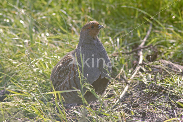 Grey Partridge (Perdix perdix)