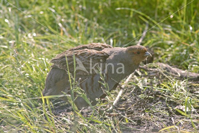 Grey Partridge (Perdix perdix)