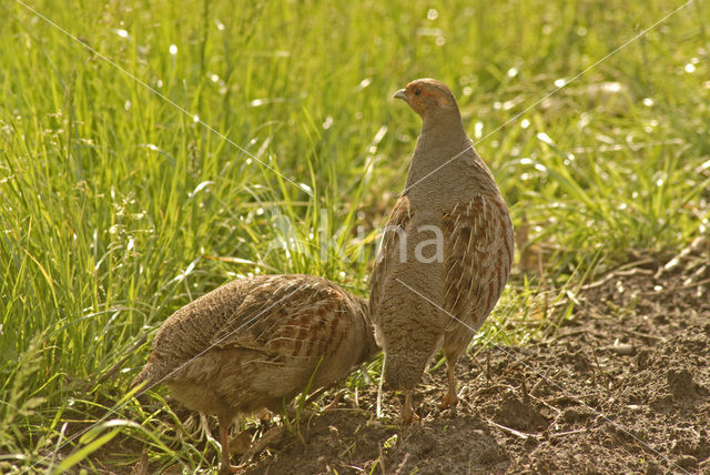 Patrijs (Perdix perdix)