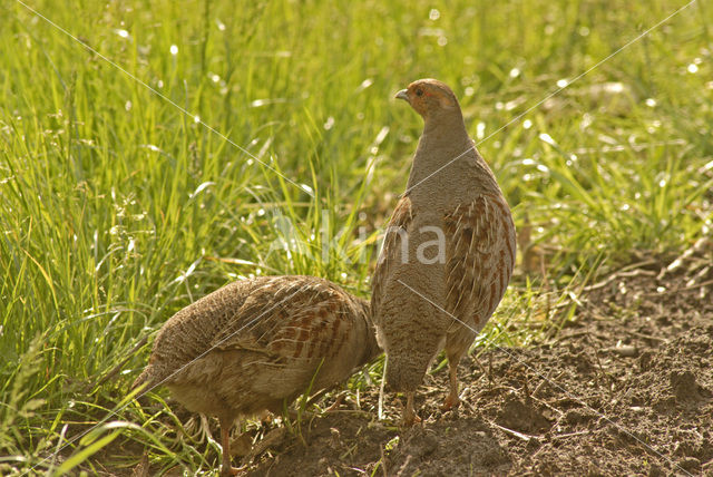 Grey Partridge (Perdix perdix)