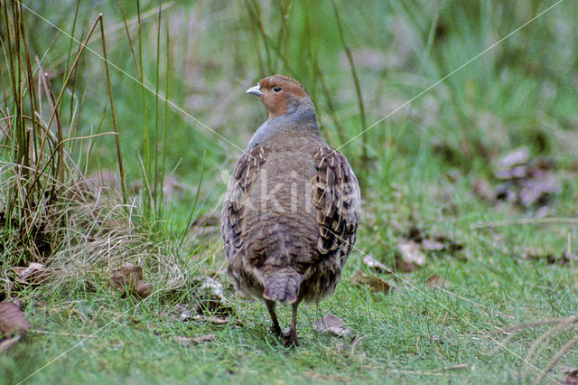 Patrijs (Perdix perdix)