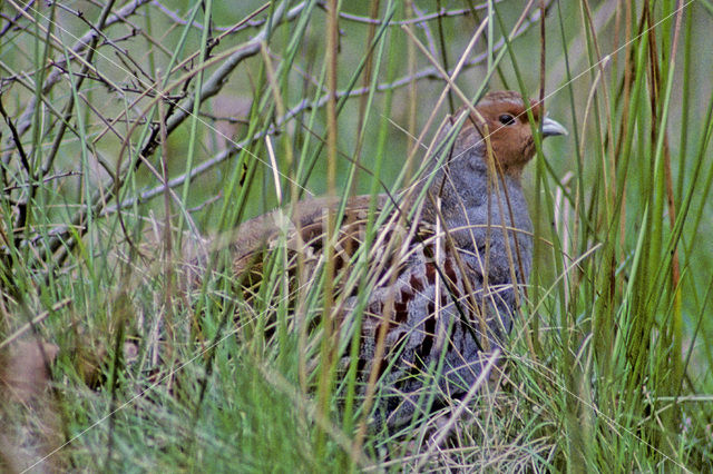 Grey Partridge (Perdix perdix)