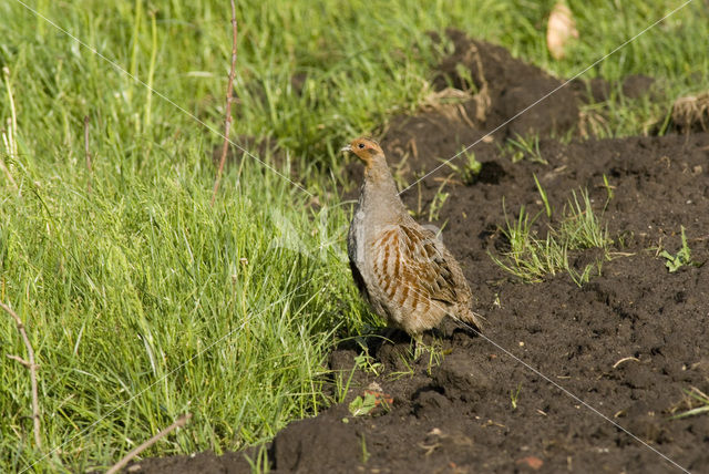 Grey Partridge (Perdix perdix)