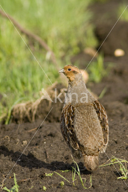 Grey Partridge (Perdix perdix)