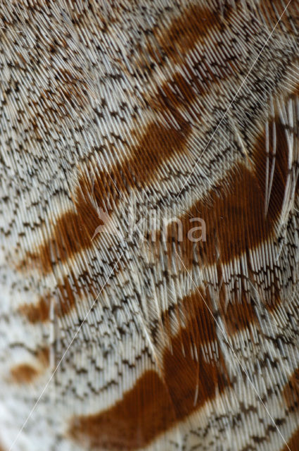 Grey Partridge (Perdix perdix)