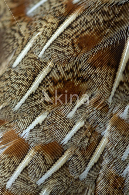 Grey Partridge (Perdix perdix)