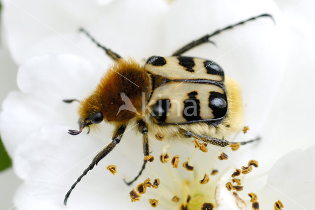 Scarab beetle (Trichius fasciatus)