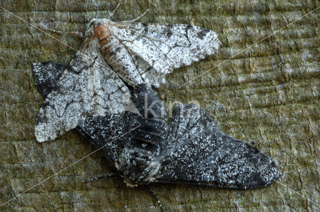 Peppered Moth (Biston betularia)