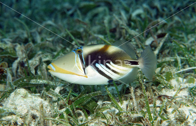 Blackbar triggerfish