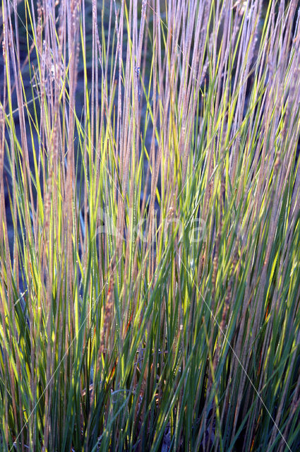 Purple Moor-grass (Molinia caerulea)