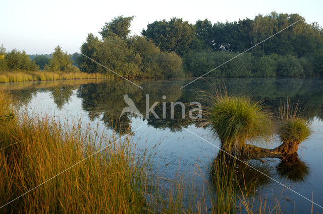 Purple Moor-grass (Molinia caerulea)