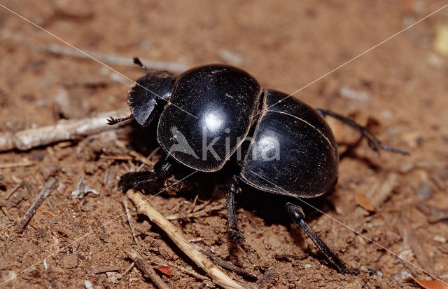 Pillendraaier (Pachylomeras femoralis)