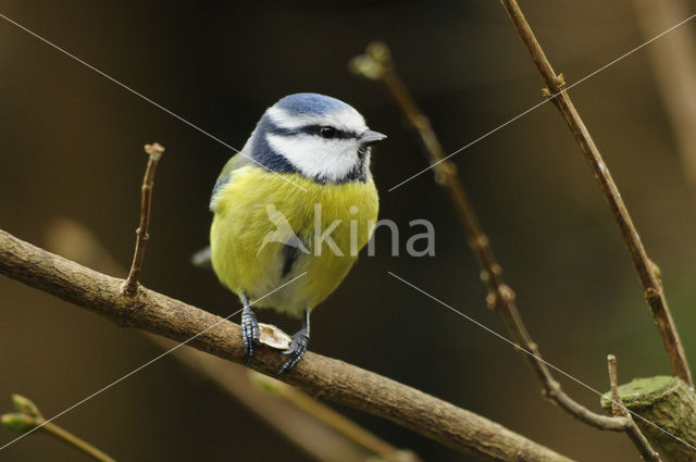 Pimpelmees (Parus caeruleus)