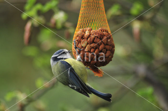 Pimpelmees (Parus caeruleus)