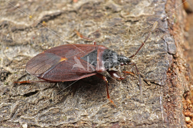 Pine-cone bug (Gastrodes grossipes)