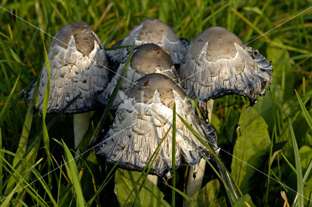 Plooirokje (Coprinus plicatilis)