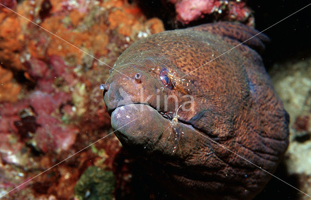 Cleaner shrimp (Leandrites cyrtorhynchus)