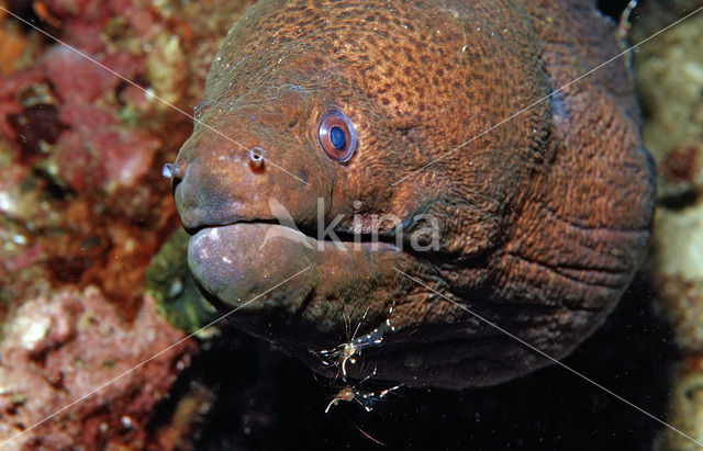 Cleaner shrimp (Leandrites cyrtorhynchus)