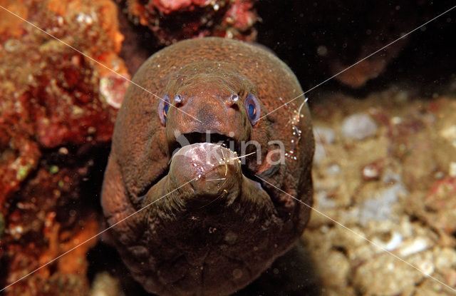 Cleaner shrimp (Leandrites cyrtorhynchus)