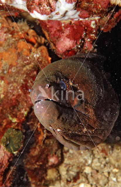 Cleaner shrimp (Leandrites cyrtorhynchus)