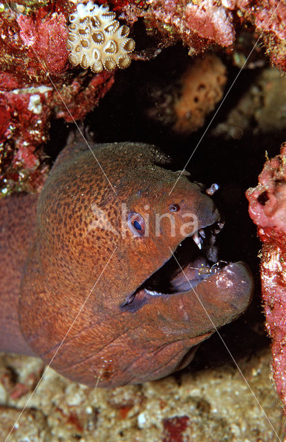 Cleaner shrimp (Leandrites cyrtorhynchus)