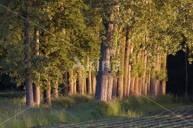 Poplar (Populus spec.)