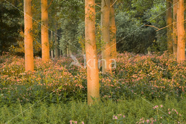 Poplar (Populus spec.)