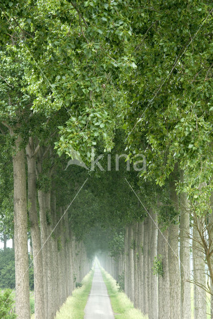 Poplar (Populus spec.)