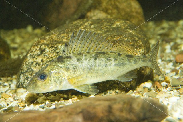 Pos (Gymnocephalus cernuus)