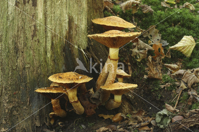 Giant Flame Cap (Gymnopilus junonius)