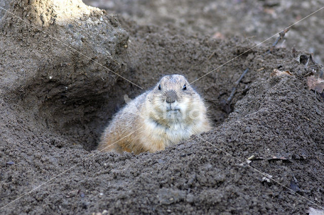 Prairie dog (Cynomys spec)