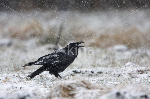 Raaf (Corvus corax)