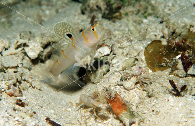 Randall’s prawn-goby (Amblyeleotris randalli)