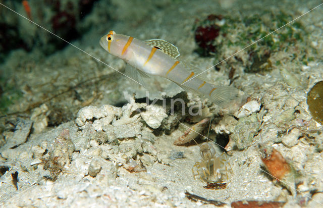 Randall’s prawn-goby (Amblyeleotris randalli)