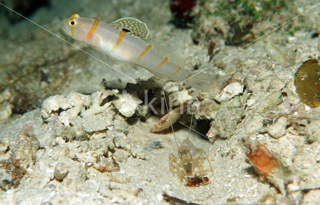 Randall gobie (Amblyeleotris randalli)