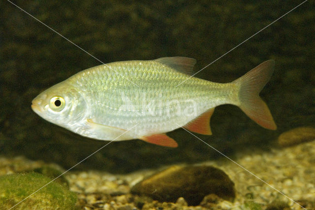 Common rudd (Scardinius erythrophthalmus)