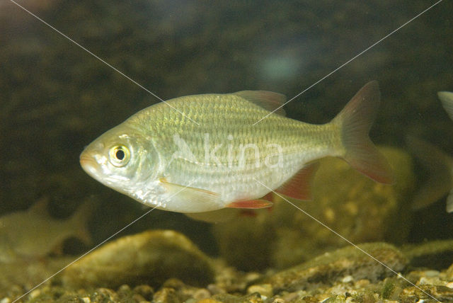 Common rudd (Scardinius erythrophthalmus)