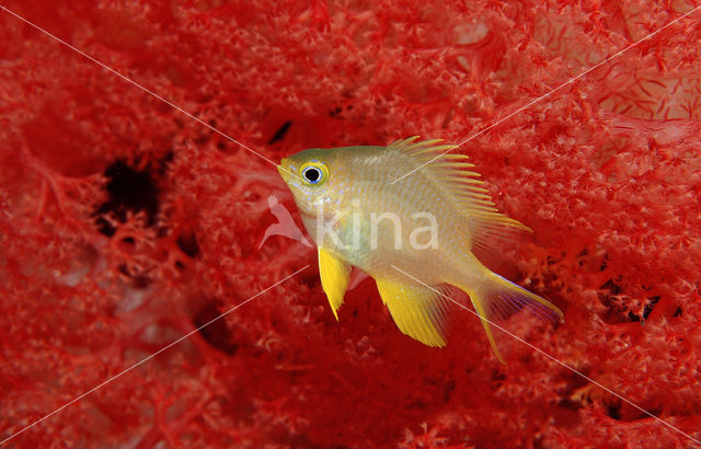 Black-and-gold chromis (Neoglyphidodon nigroris)