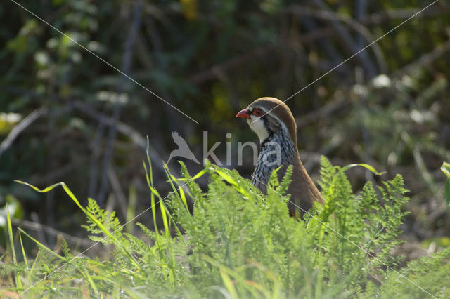 Red-legged Partridge (Alectoris rufa)