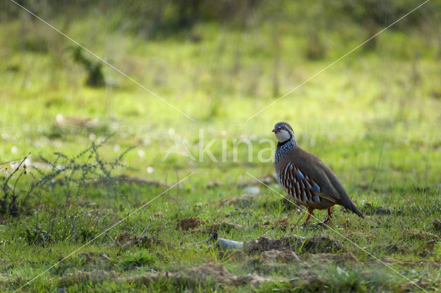 Red-legged Partridge (Alectoris rufa)