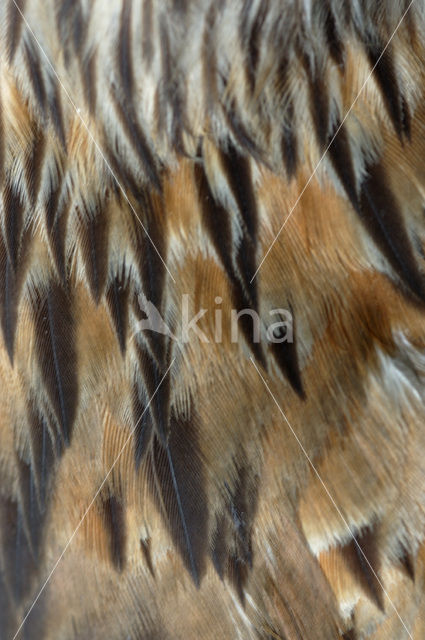 Red Kite (Milvus milvus)