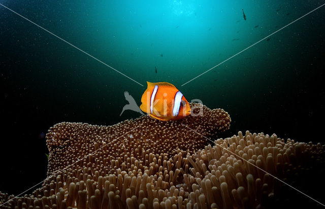 Rode zee anemoonvis (Amphiprion bicinctus)